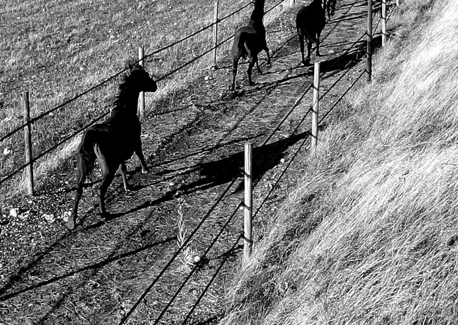 Imagen corporativa, granja de caballos salvajes